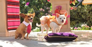 Papi and Chloe in Beverly Hills Chihuahua 3