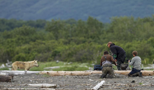Photographers get shots of a wolf staying well away from the dangerous animal with naturalist guide Simyra Taback-Hlebechuk in control