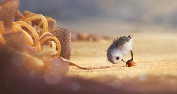 A young sandpiper looks for food in PIPER