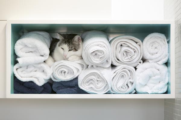 Cat, safe in a closet