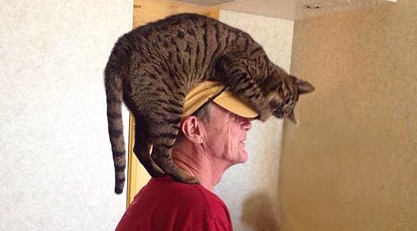 Zombie, hanging out on his favorite person’s head. by Kelly Ann Bennett.