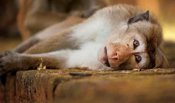 Maya takes a rest from her duties