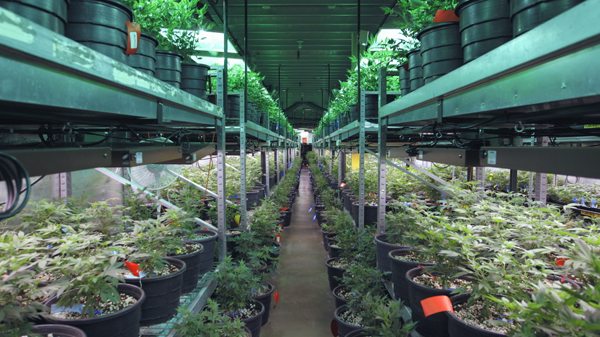 There's plenty of weed to go around in Colorado