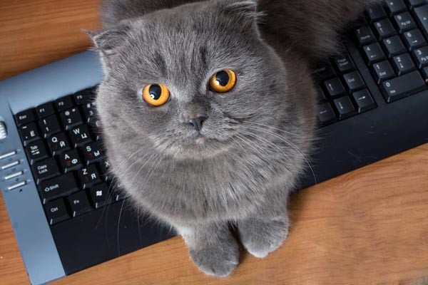Cats often hangout on keyboards in order to get attention.