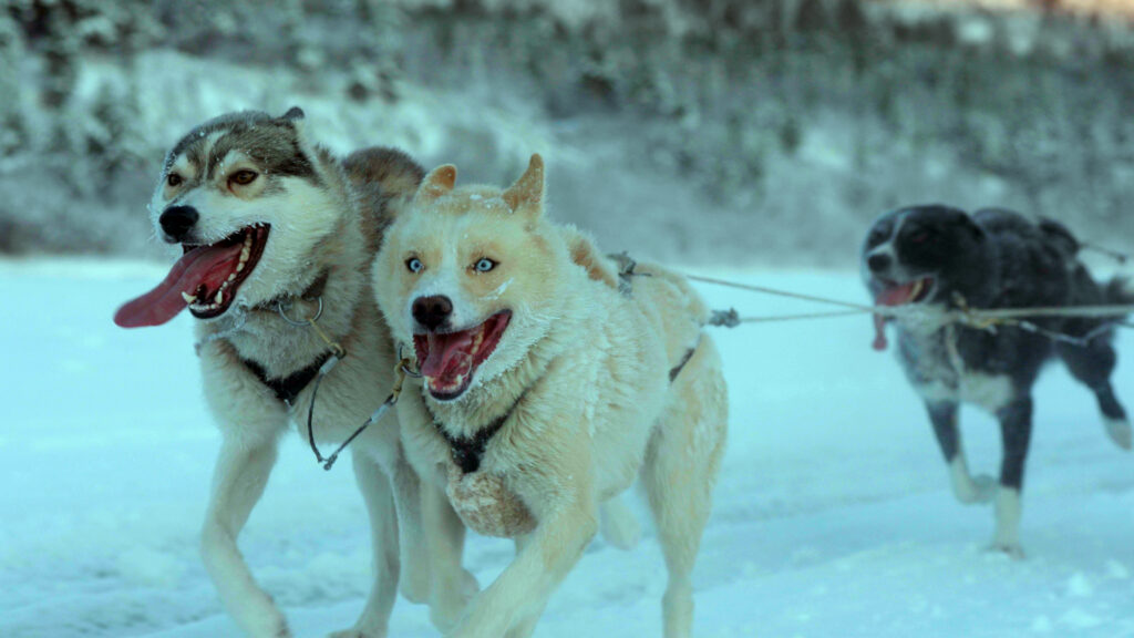 folktales sled dogs
