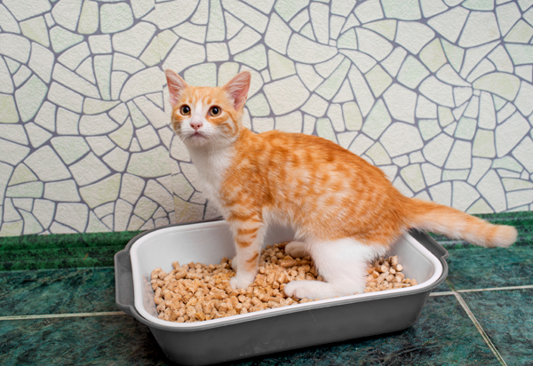 litter-box-shutterstock_218553706