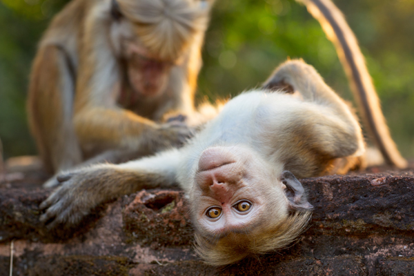 A monkey is groomed amongst the ruins